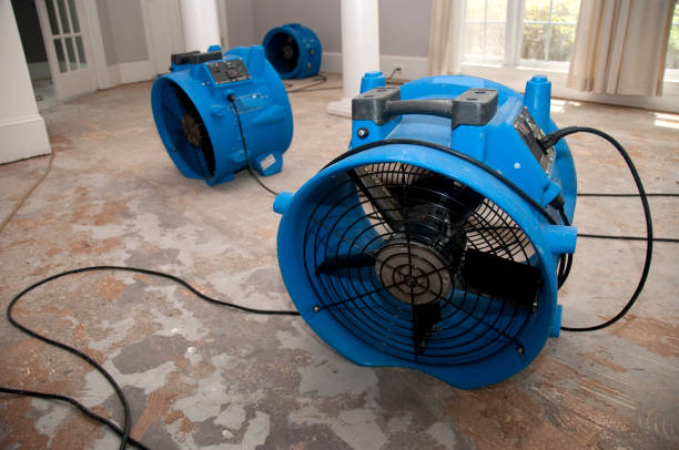 Best Basement water damage restoration  in Calico Rock, AR
